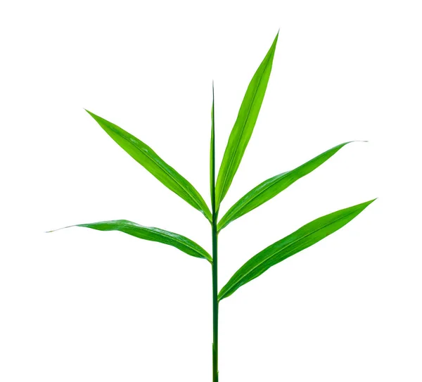Końcówka Zielonego Liścia Galangal Roślina Odizolowana Białym Tle — Zdjęcie stockowe