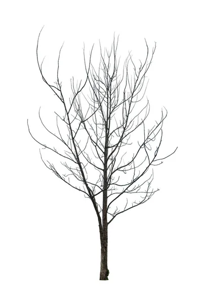 Leafless winter tree with long bare branches, isolated on white background.  3D rendering. Stock Illustration