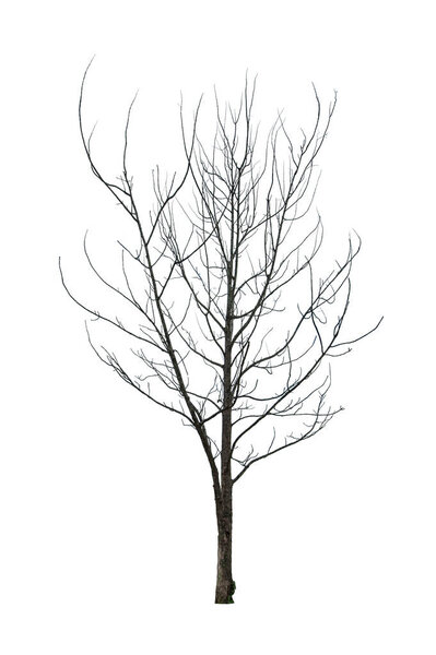 dry tree without leaves isolated on white background