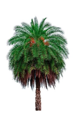 Beyaz arkaplanda izole edilmiş tek bir palmiye ağacı