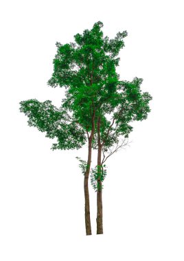 Uzun ömürlü yeşil yapraklı iki ağaç beyaz arka planda izole edilmiş..