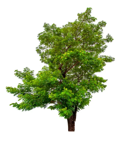 Krásný Zelený List Jediný Strom Izolované Bílém Pozadí — Stock fotografie