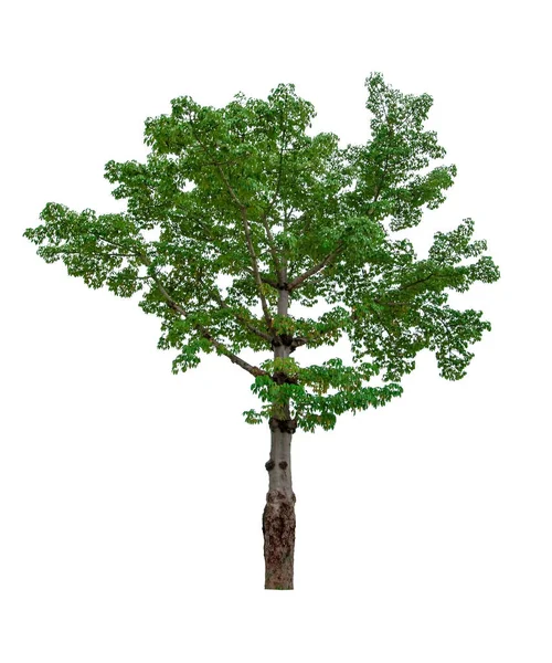 Schöne Grüne Blatt Einzelnen Baum Isoliert Auf Einem Weißen Hintergrund — Stockfoto