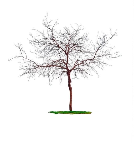 Мертвое Многолетнее Растение Листьев Изолировано Белом Фоне — стоковое фото