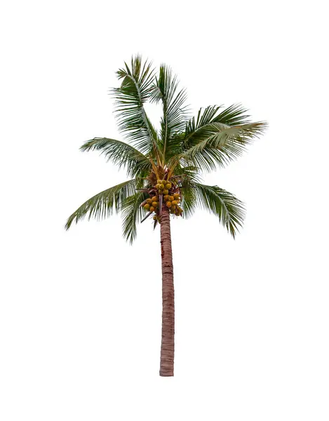 Jeden Kokosový Strom Izolované Bílém Pozadí — Stock fotografie