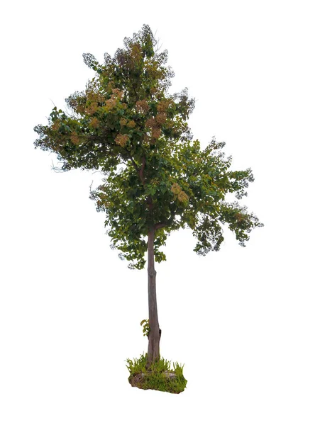 Όμορφο Πράσινο Φύλλο Μονό Δέντρο Απομονωμένο Λευκό Φόντο — Φωτογραφία Αρχείου