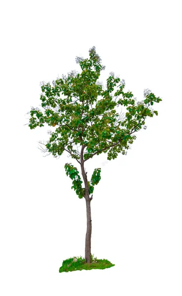 Красиве Зелене Листя Одне Дерево Ізольоване Білому Тлі — стокове фото