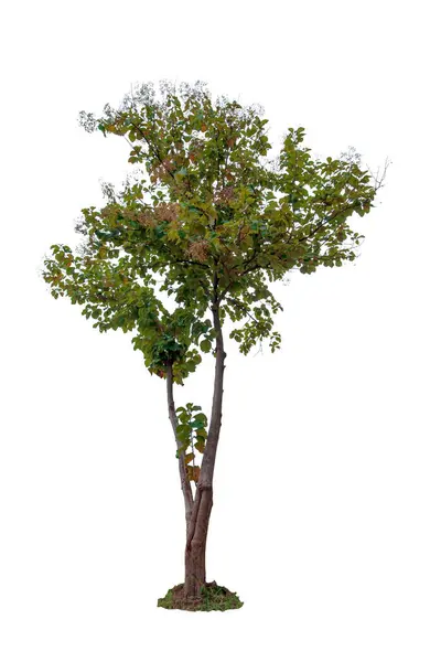 白い背景に隔離された美しい緑の葉の単一の木 — ストック写真