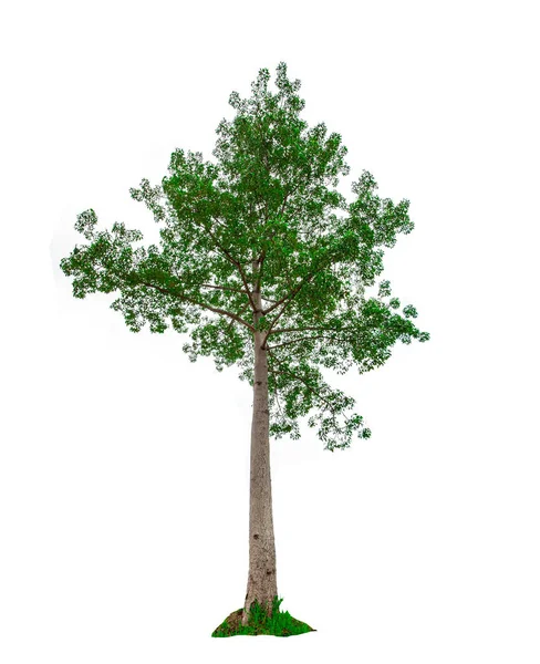 Güzel Yeşil Yaprak Tek Ağaç Beyaz Zemin Üzerinde Izole — Stok fotoğraf