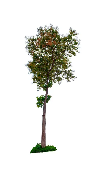 Bela Folha Verde Única Árvore Isolada Fundo Branco — Fotografia de Stock