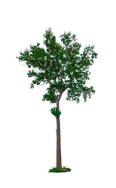 白い背景に隔離された美しい緑の葉の単一の木 — ストック写真