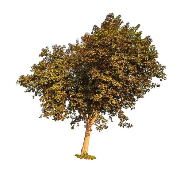 Vacker Grön Löv Enda Träd Isolerad Vit Bakgrund — Stockfoto