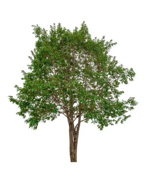 Beyaz arkaplanda izole edilmiş ağaç