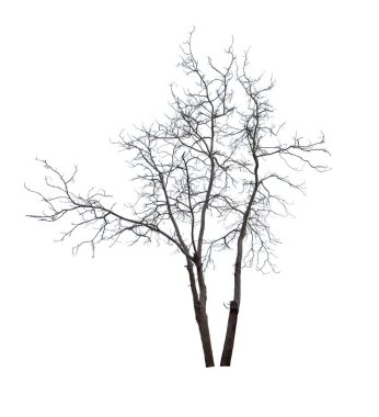 Yapraksız ağaç beyaz arka plan üzerinde izole.