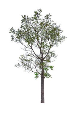 Beyaz arkaplanda izole edilmiş ağaç