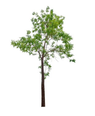 kırpma yolu ile beyaz arka plan üzerinde izole tek ağaç
