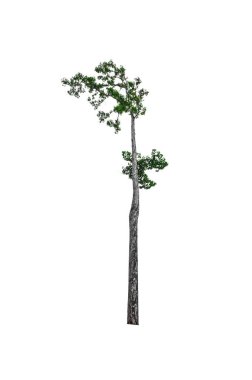 kırpma yolu ile beyaz arka plan üzerinde izole tek ağaç