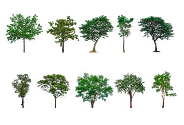 Ağaç koleksiyonu, kırpma yolu ile beyaz arkaplanda izole edilmiş ağaçlar