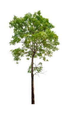 kırpma yolu ile beyaz arka plan üzerinde izole tek ağaç