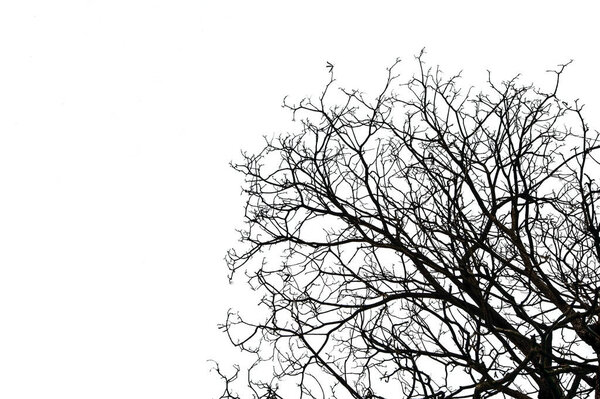 Leafless tree isolated on white background.