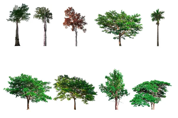 Коллекция Деревьев Деревьев Выделенных Белом Фоне Вырезанием Пути — стоковое фото