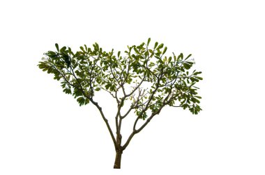 kırpma yolu ile beyaz arka plan üzerinde izole tek ağaç