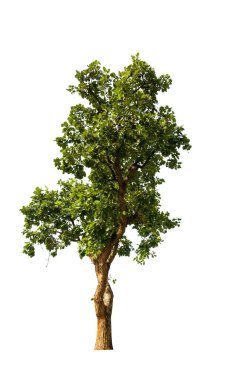 kırpma yolu ile beyaz arka plan üzerinde izole tek ağaç