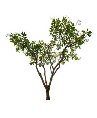 kırpma yolu ile beyaz arka plan üzerinde izole tek ağaç