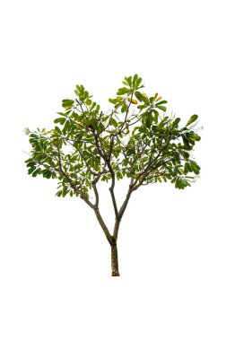 kırpma yolu ile beyaz arka plan üzerinde izole tek ağaç