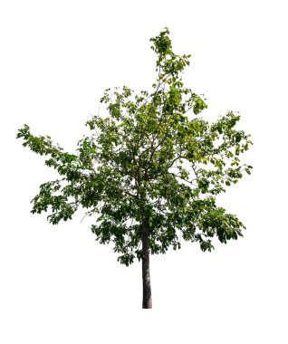 kırpma yolu ile beyaz arka plan üzerinde izole tek ağaç