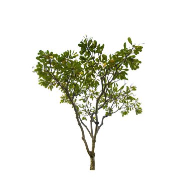 kırpma yolu ile beyaz arka plan üzerinde izole tek ağaç