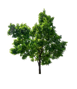 kırpma yolu ile beyaz arka plan üzerinde izole tek ağaç