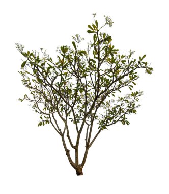 kırpma yolu ile beyaz arka plan üzerinde izole tek ağaç