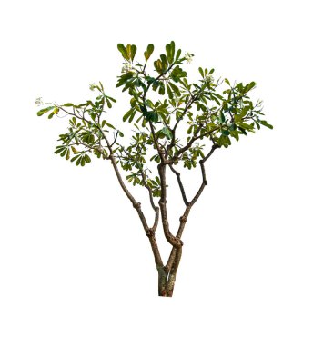 kırpma yolu ile beyaz arka plan üzerinde izole tek ağaç