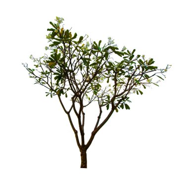 kırpma yolu ile beyaz arka plan üzerinde izole tek ağaç