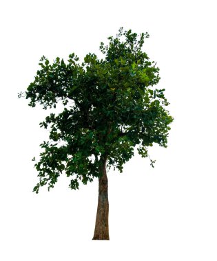 kırpma yolu ile beyaz arka plan üzerinde izole tek ağaç