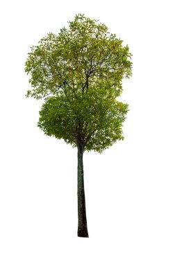 kırpma yolu ile beyaz arka plan üzerinde izole tek ağaç