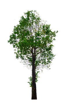 kırpma yolu ile beyaz arka plan üzerinde izole tek ağaç