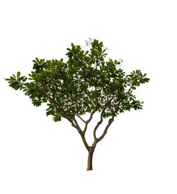 kırpma yolu ile beyaz arka plan üzerinde izole tek ağaç