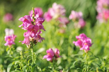 Pembe ormangülü (açelya çiçek açan)