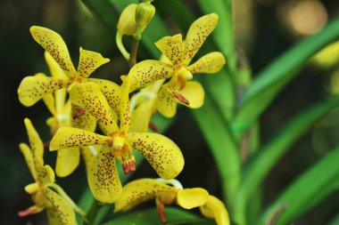 Güzel orkide çiçeklerin kraliçesidir.