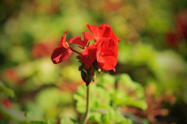 Kızıl Çiçeğin güzelliği Sabahın köründe