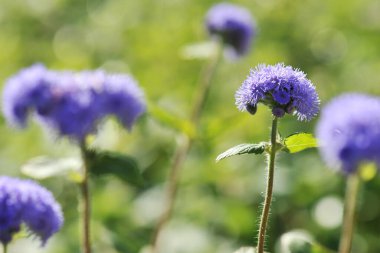 Parkta kış çiçekleri açar.