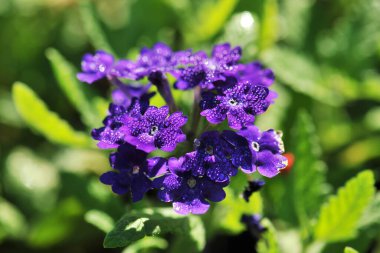 çiğ damlaları ile mor çiçekler