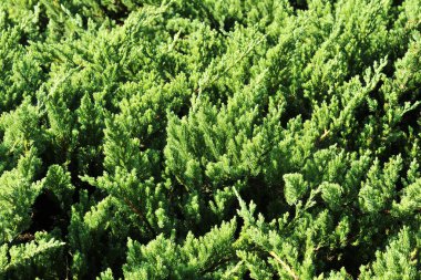 Bir kürk ağacı veya çam ağacının parlak yeşil dikenli dalları