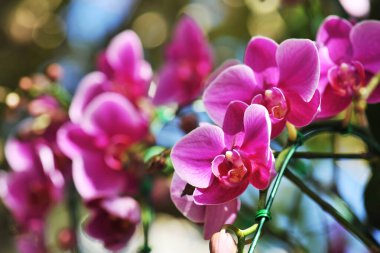 Güzel orkide çiçeklerin kraliçesidir.