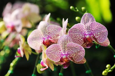 Güzel orkide çiçeklerin kraliçesidir.