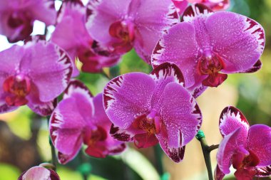 Güzel orkide çiçeklerin kraliçesidir.