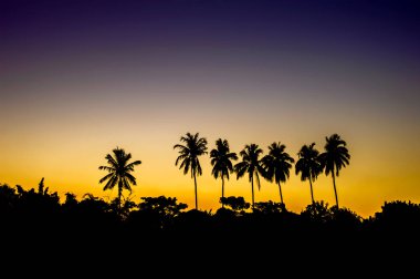 Gün batımında siluet Hindistan cevizi palmiye ağaçları