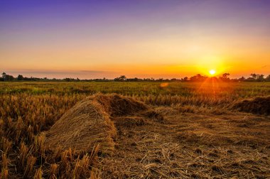 Kırsal kesimde gün batımından sonra pirinç sakalı
